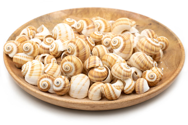 Beige and White Moon Shells - 1 Kg